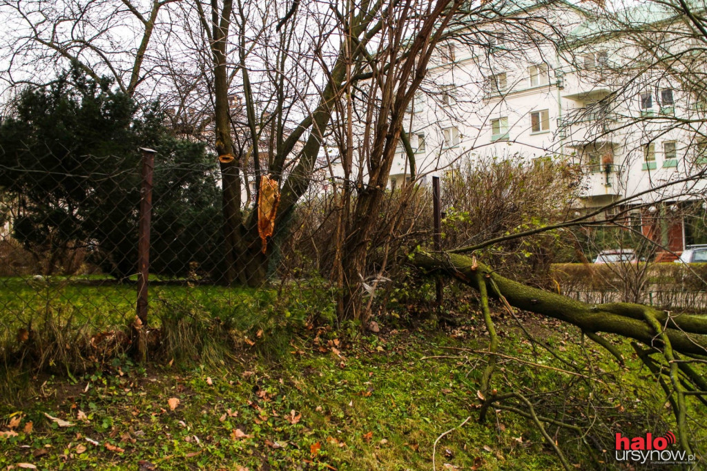 Wichura nad Ursynowem.