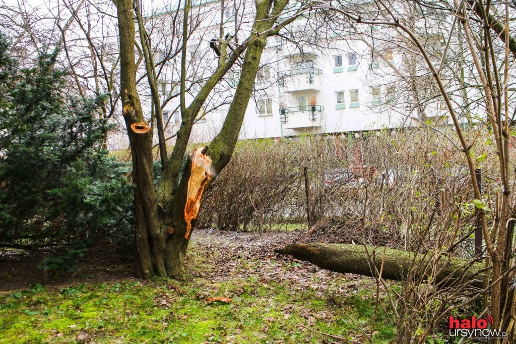 Wichura nad Ursynowem.
