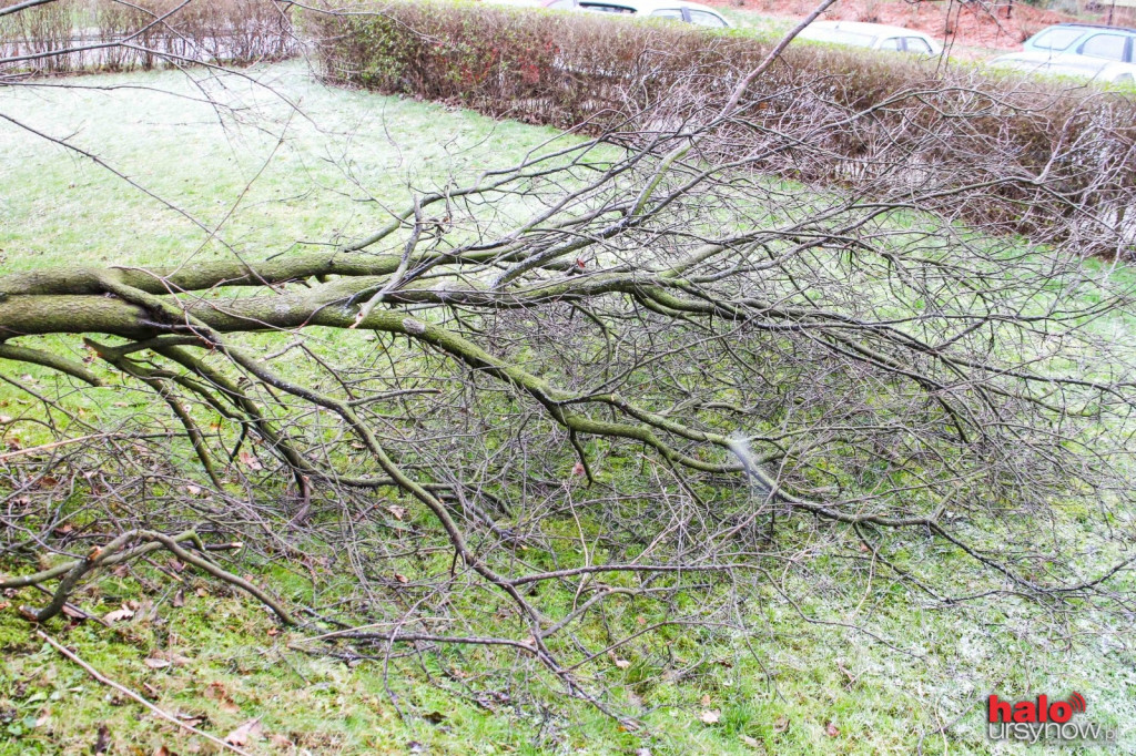 Wichura nad Ursynowem.