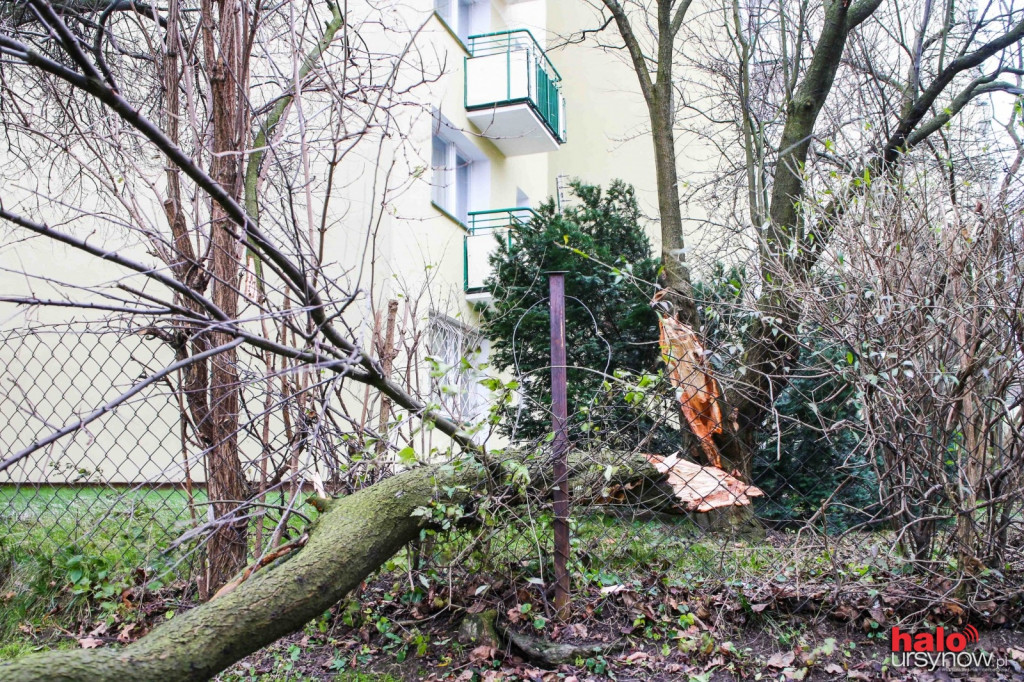 Wichura nad Ursynowem.