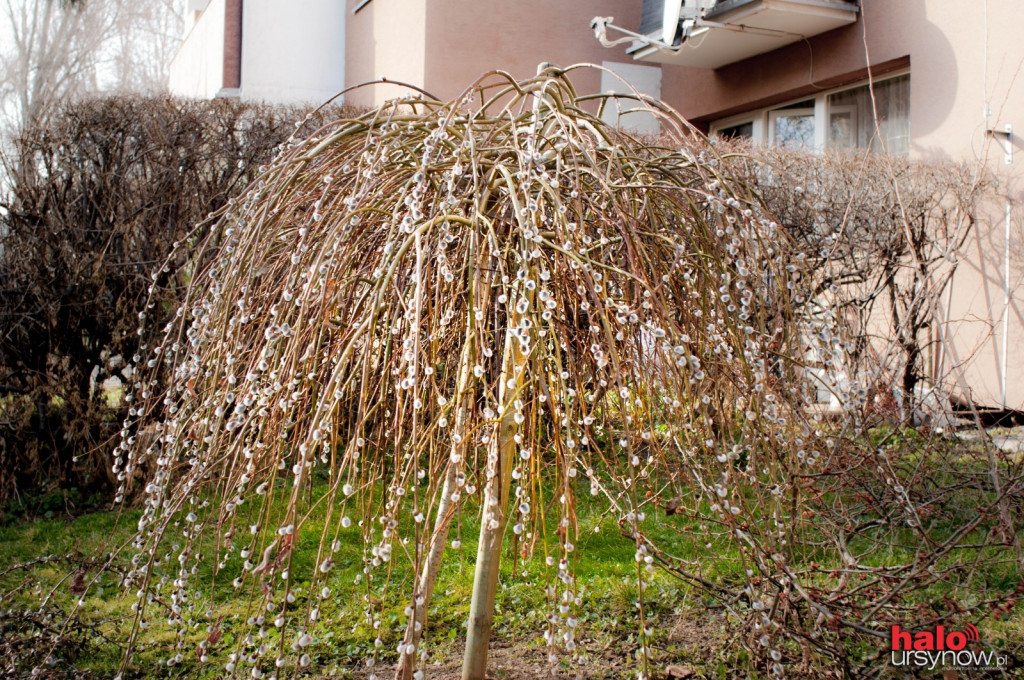 Krokusy, bazie i stokrotki. Wiosna na Ursynowie