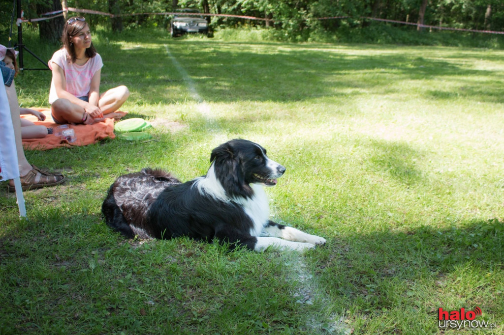 DOG FRISBEE W POWSINIE! Zobacz zdjęcia z zawodów!