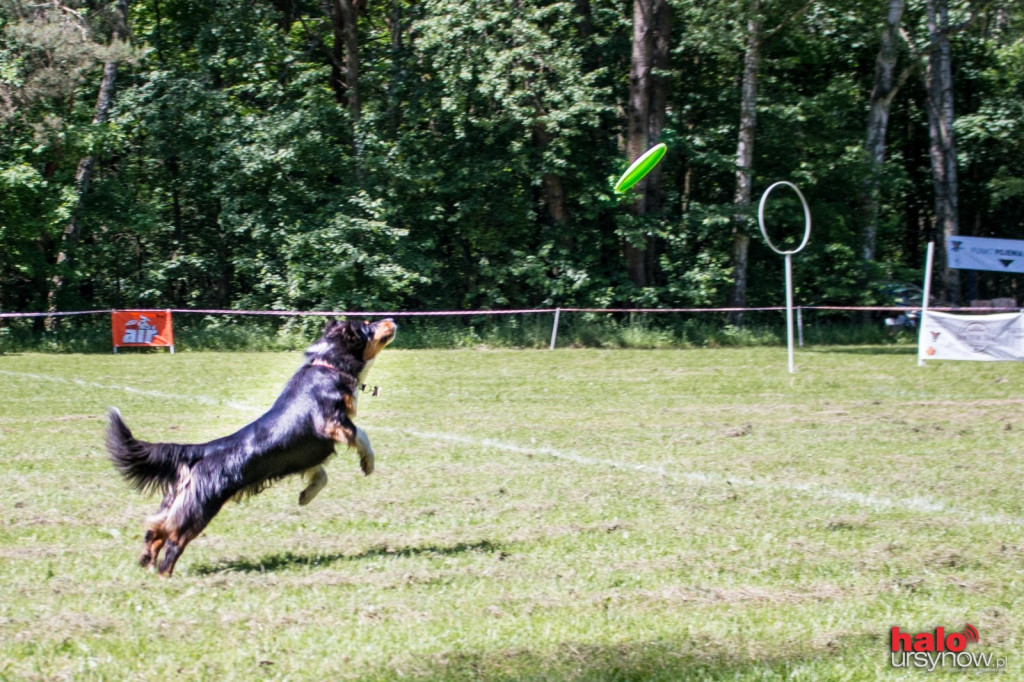 DOG FRISBEE W POWSINIE! Zobacz zdjęcia z zawodów!