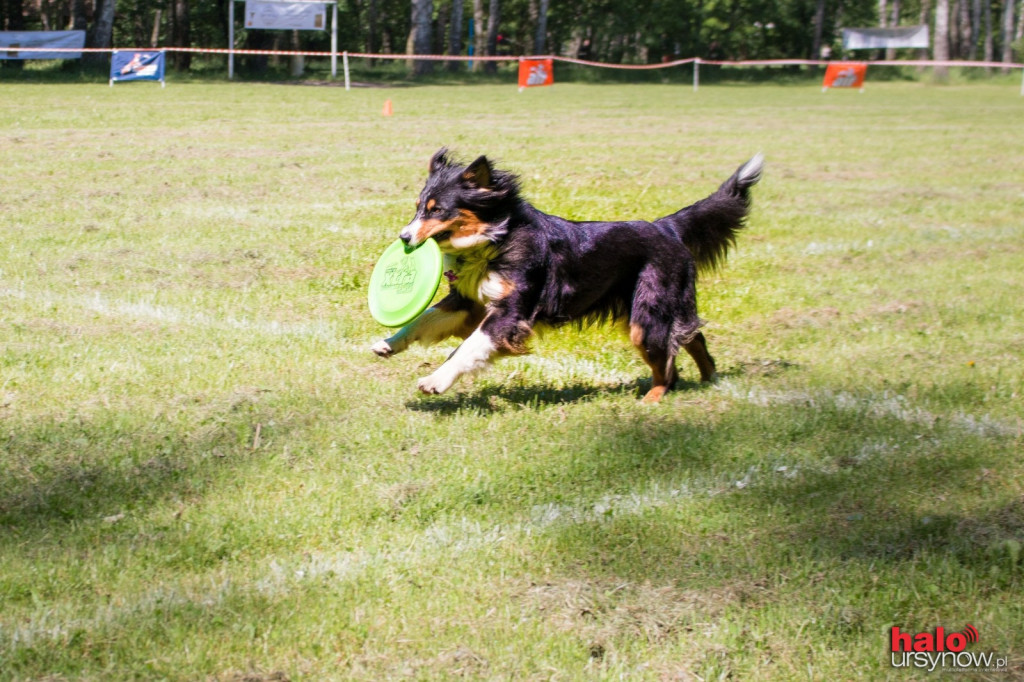 DOG FRISBEE W POWSINIE! Zobacz zdjęcia z zawodów!