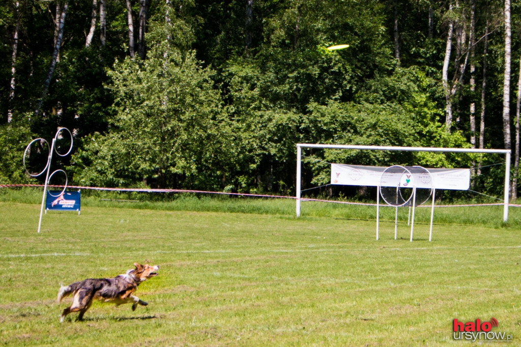 DOG FRISBEE W POWSINIE! Zobacz zdjęcia z zawodów!