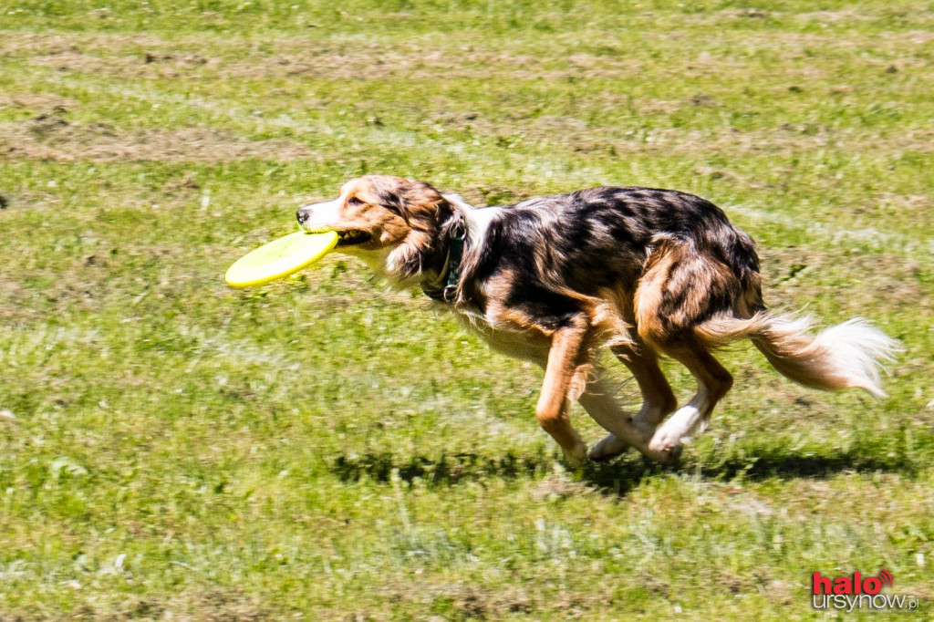 DOG FRISBEE W POWSINIE! Zobacz zdjęcia z zawodów!