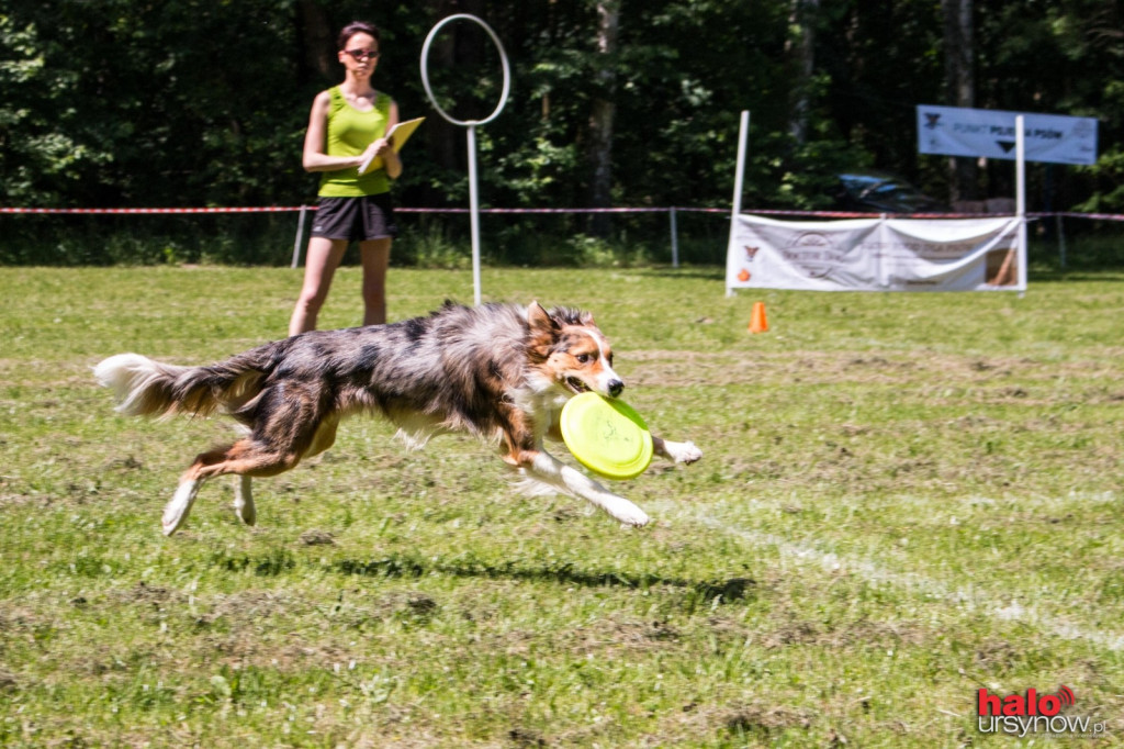 DOG FRISBEE W POWSINIE! Zobacz zdjęcia z zawodów!