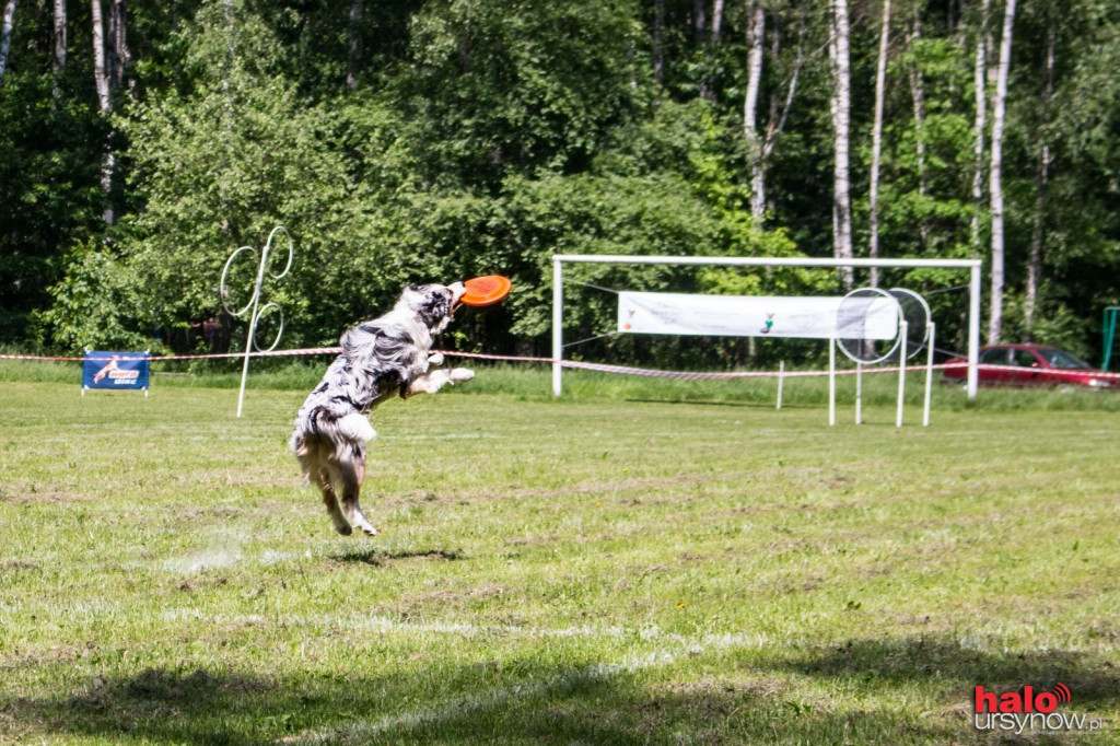 DOG FRISBEE W POWSINIE! Zobacz zdjęcia z zawodów!