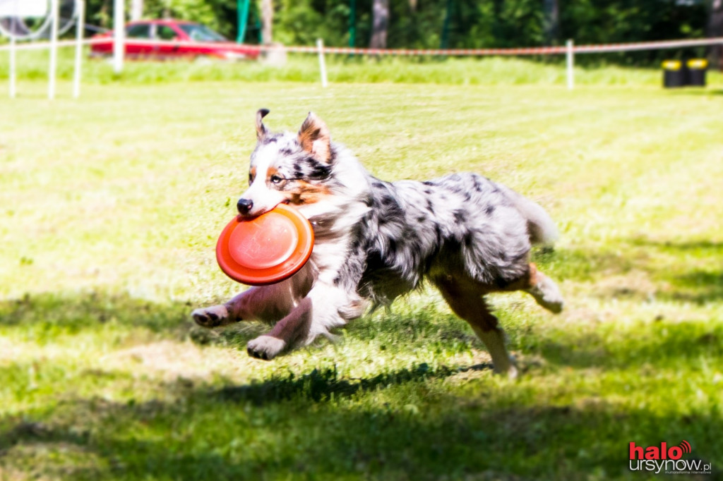 DOG FRISBEE W POWSINIE! Zobacz zdjęcia z zawodów!