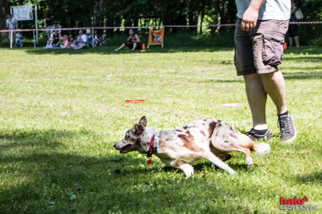 DOG FRISBEE W POWSINIE! Zobacz zdjęcia z zawodów!