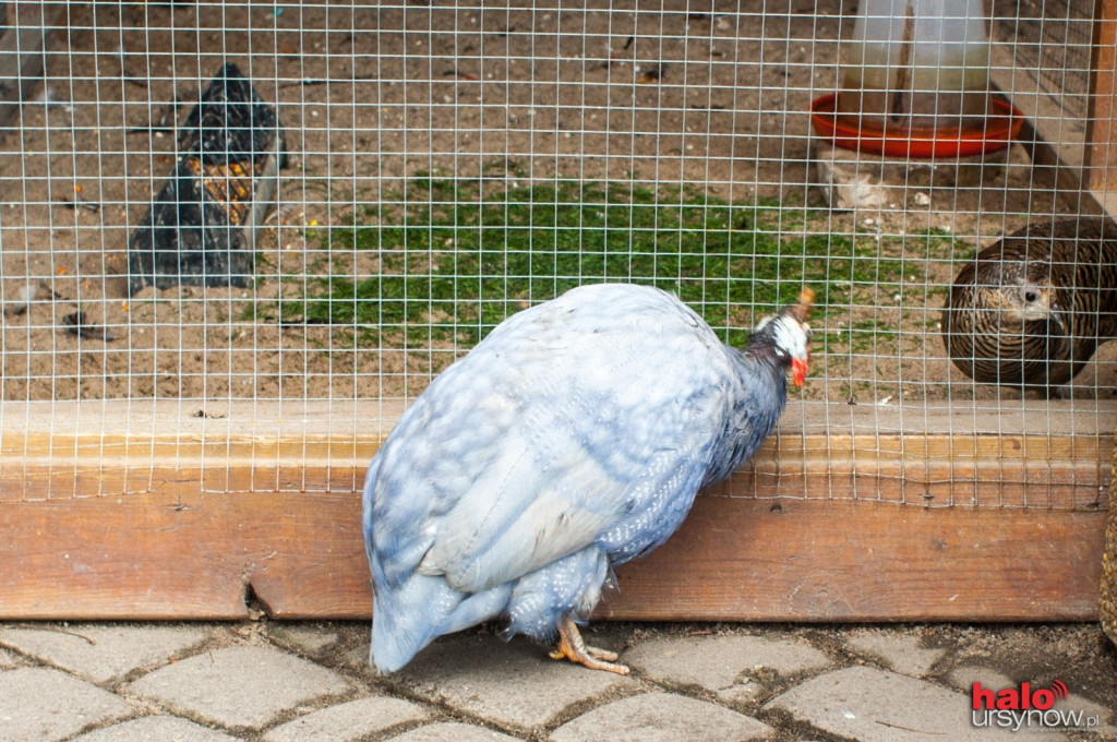 Pawie, bażanty, papugi - można je oglądać codziennie