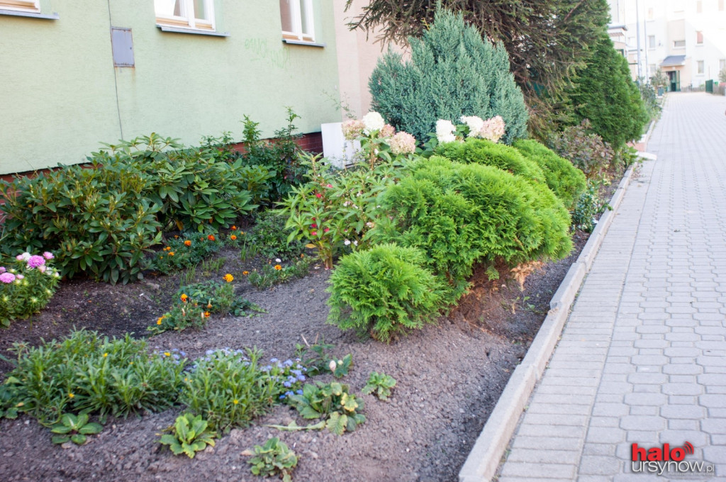 Pileckiego: osiedle dostaje nowe życie, wzięli się za porządki