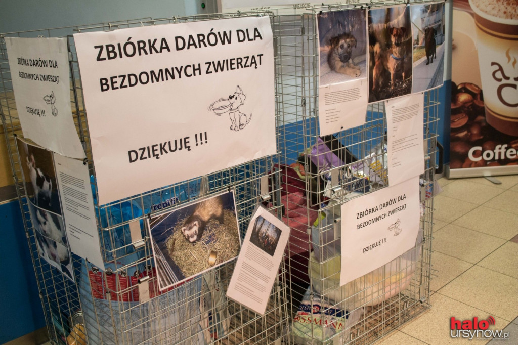 Najpiękniejsze koty z całego świata w Arenie Ursynów!