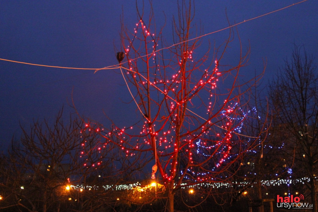 Choinka już świeci. Wielka iluminacja