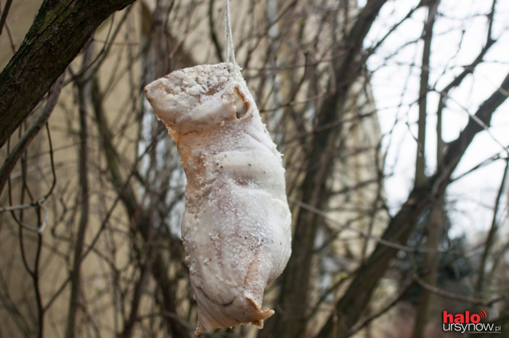Ursynowanie dbają o dokarmianie ptaków