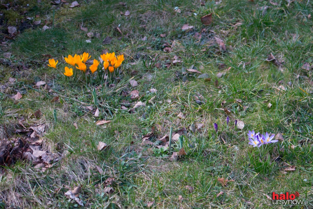 WIOSNA NA URSYNOWIE. Oto dowody! FOTO