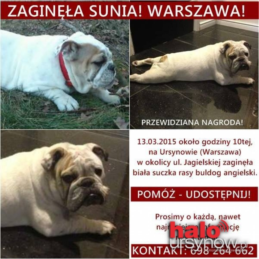 ZAGINĘŁA KOKA - BULDOG ANGIELSKI! WIDZIAŁEŚ JĄ?