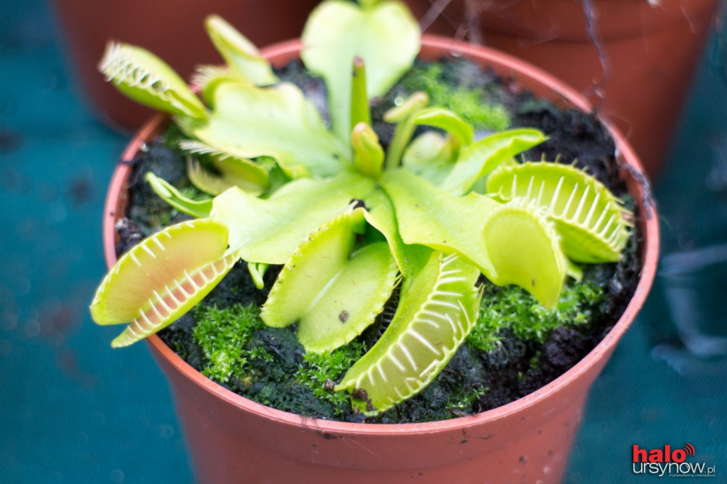 Mięsożerni zabójcy w Ogrodzie Botanicznym! ZDJĘCIA