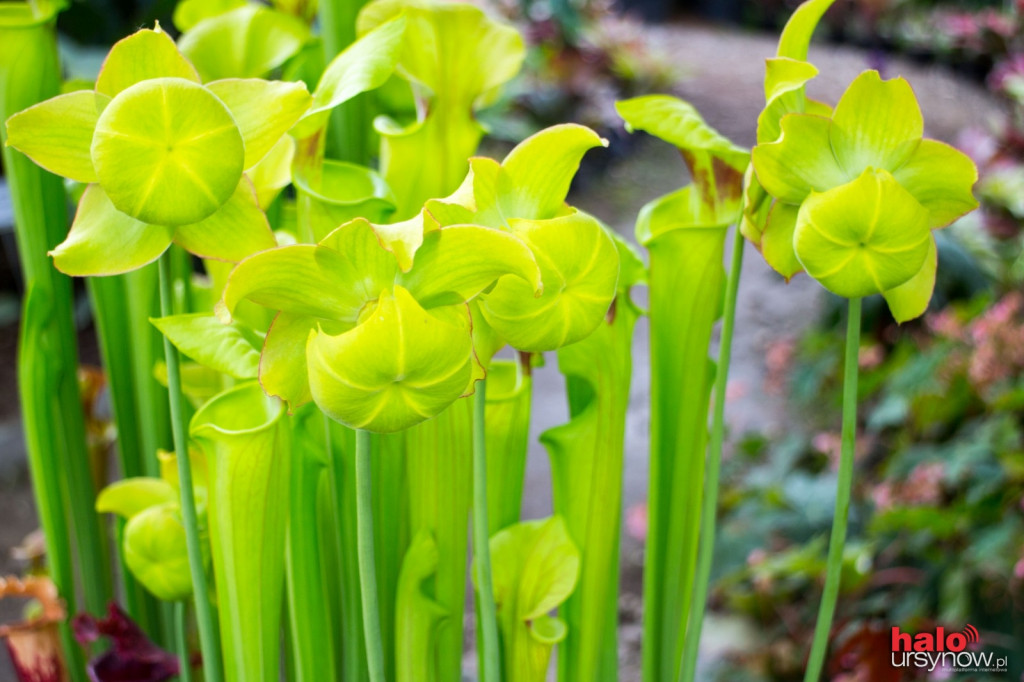 Mięsożerni zabójcy w Ogrodzie Botanicznym! ZDJĘCIA