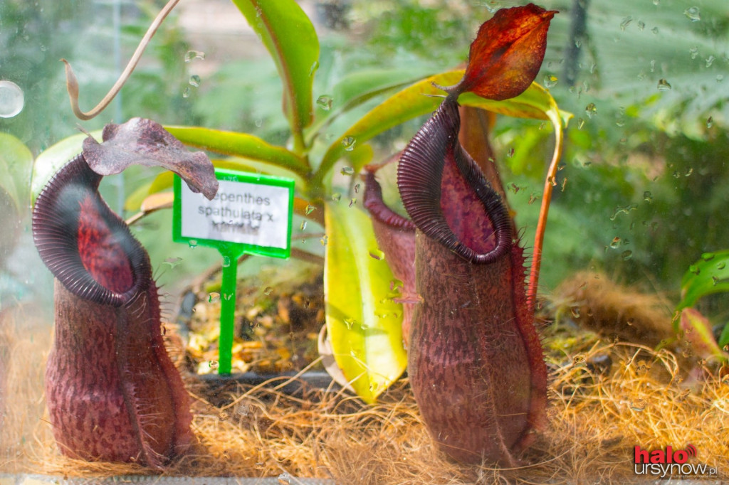 Mięsożerni zabójcy w Ogrodzie Botanicznym! ZDJĘCIA