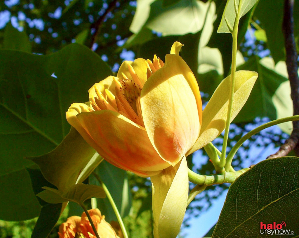 W lipcu zajrzyj do Ogrodu Botanicznego! ZOBACZ ATRAKCJE
