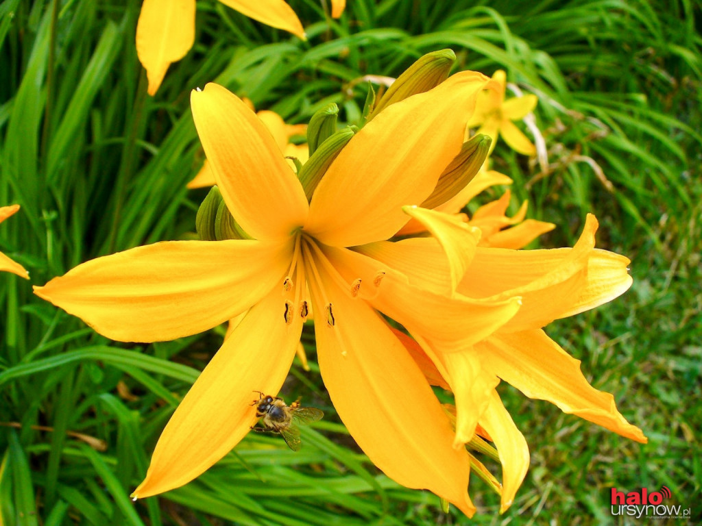 W lipcu zajrzyj do Ogrodu Botanicznego! ZOBACZ ATRAKCJE