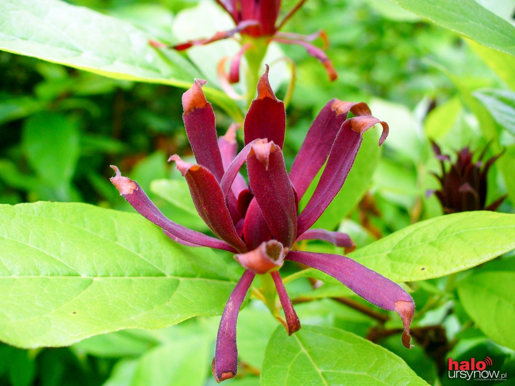 W lipcu zajrzyj do Ogrodu Botanicznego! ZOBACZ ATRAKCJE