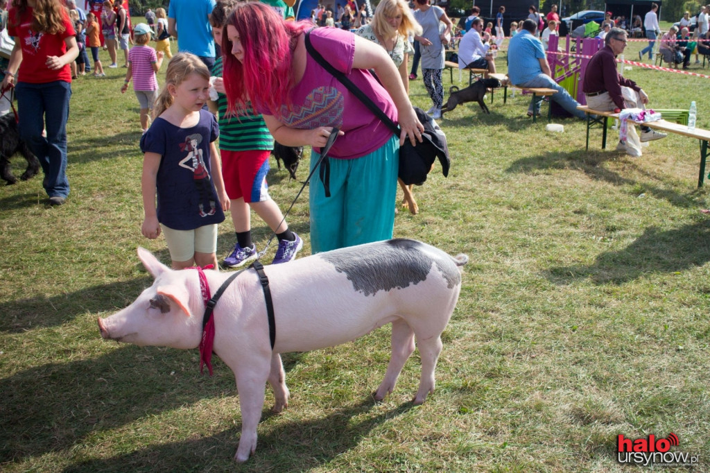 Piknik