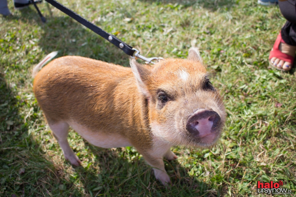 Piknik