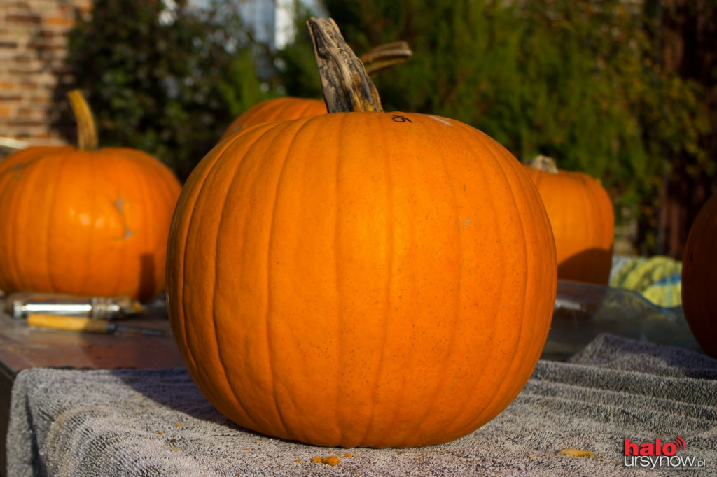 Dyniowy zawrót głowy na Ursynowie. Czyli jak stworzyć ozdobę na Halloween