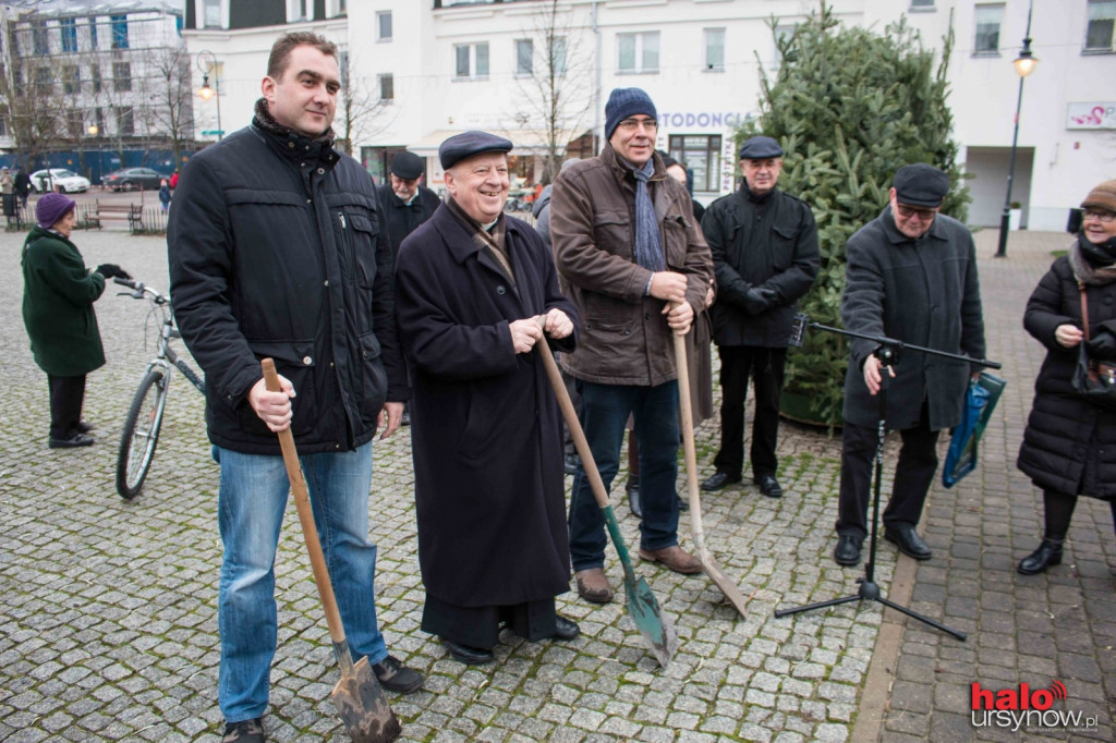 Świerk 