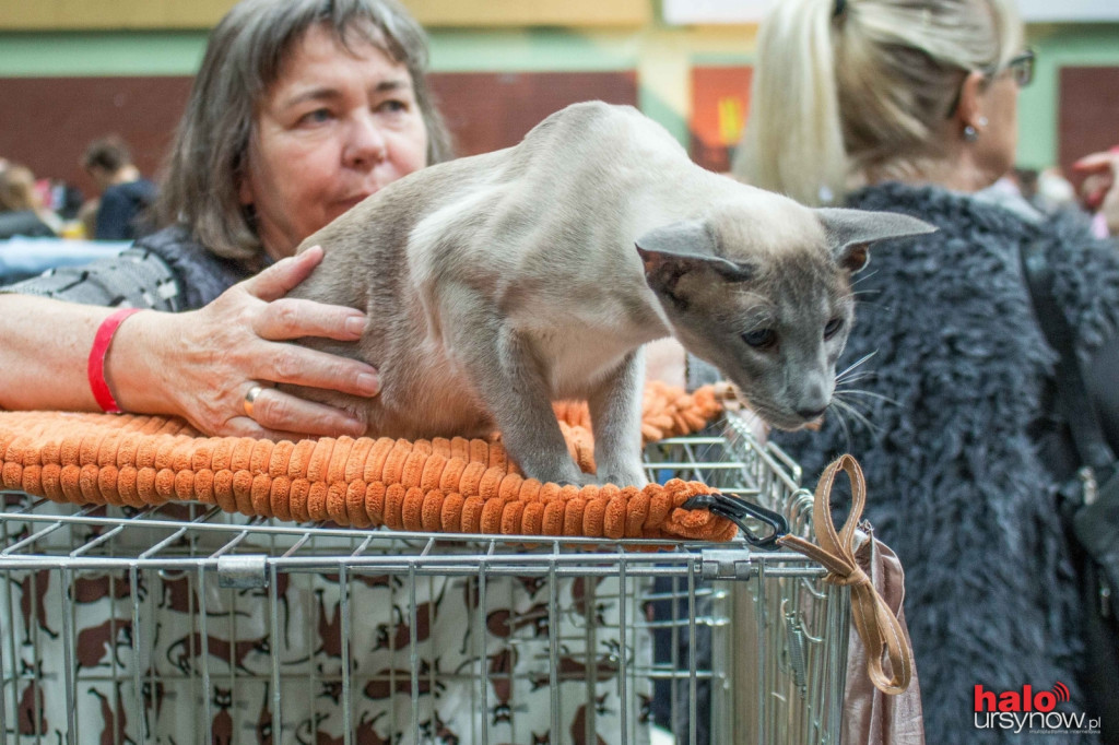 Kocie piękności w Arenie Ursynów! FOTO
