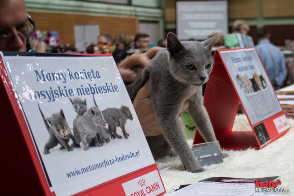 Kocie piękności w Arenie Ursynów! FOTO