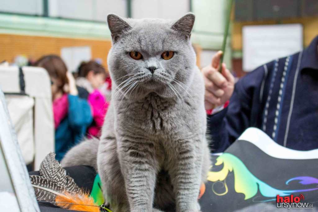 Kocie piękności w Arenie Ursynów! FOTO