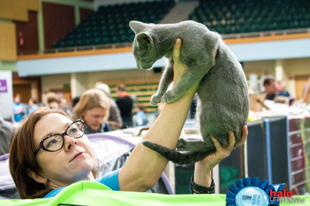 Kocie piękności w Arenie Ursynów! FOTO