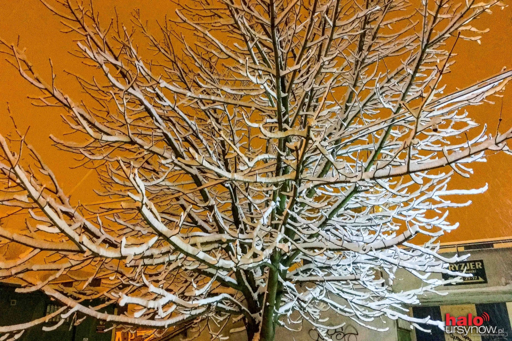 ATAK ZIMY. Kierowcy psioczą a dzieci i... świnki się cieszą! FOTO
