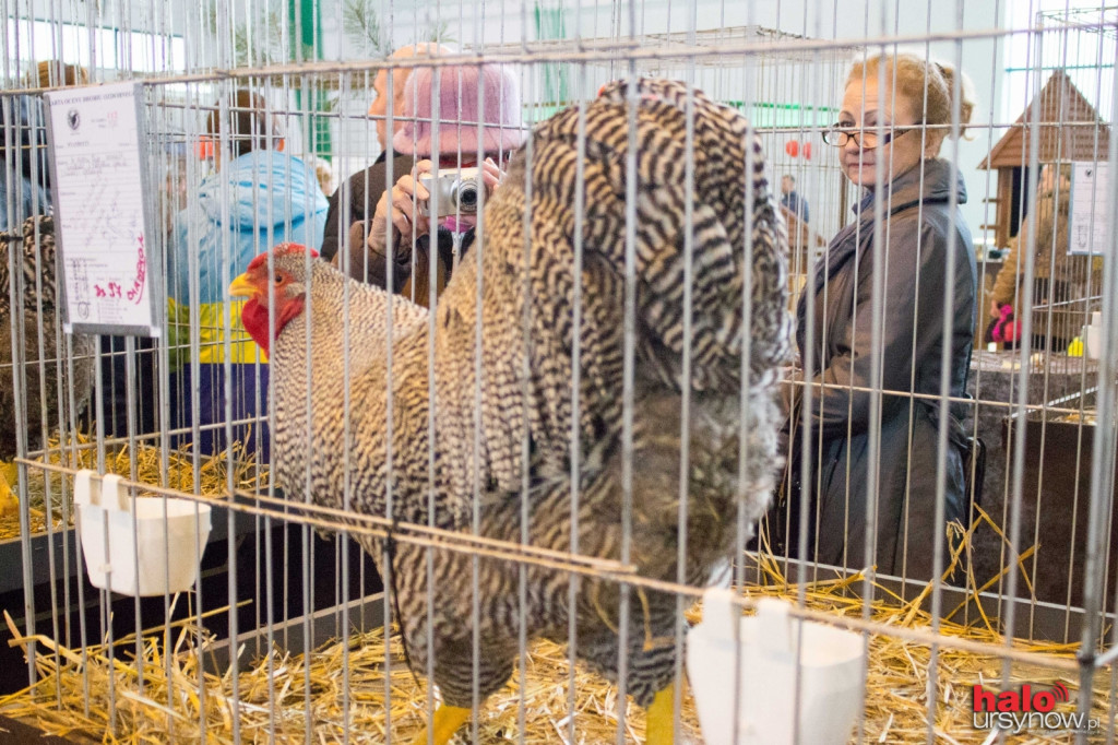 Śpiewające, maleńkie i ogromne! Kury na Ursynowie