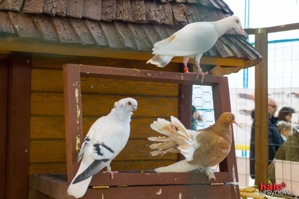 Śpiewające, maleńkie i ogromne! Kury na Ursynowie
