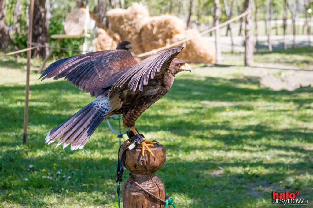 Piknik Rycerski w Parku Przy Bażantarni FOTO