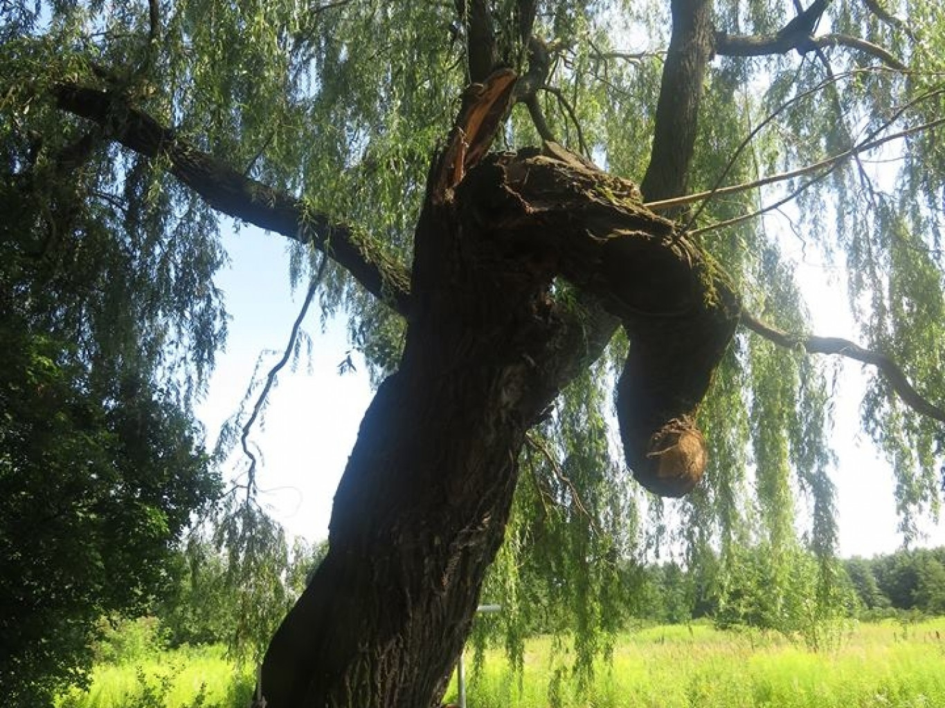 Strażnik powstańczej mogiły
