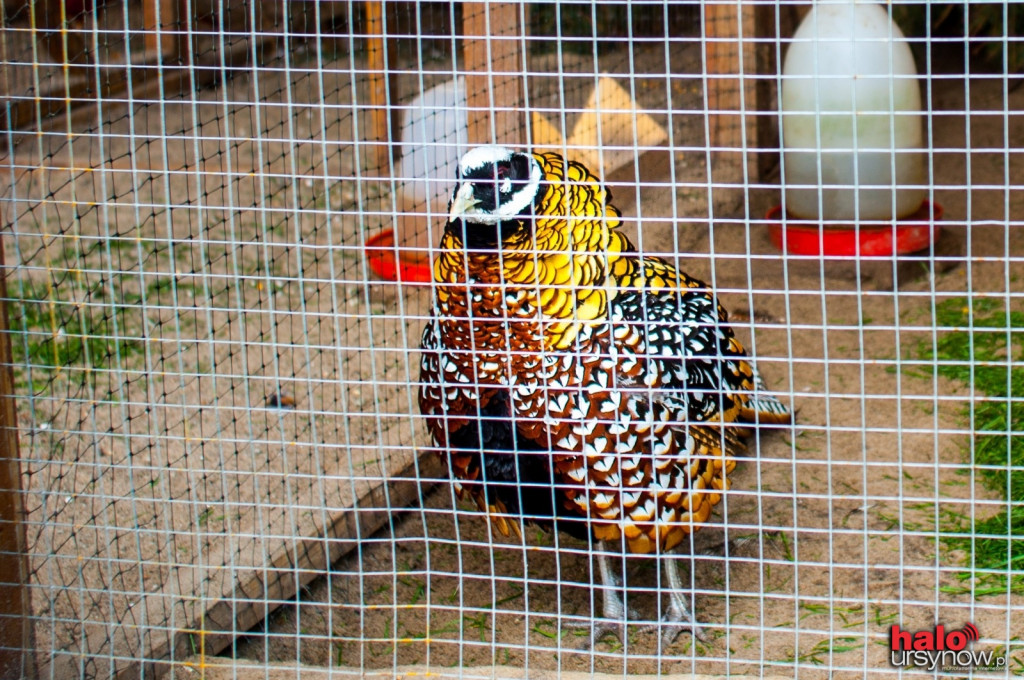 Pawie, bażanty, papugi. Zobacz mini zoo na Ursynowie! FOTO