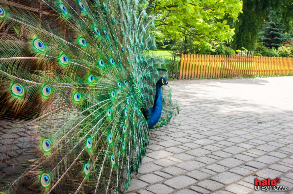 Pawie, bażanty, papugi. Zobacz mini zoo na Ursynowie! FOTO