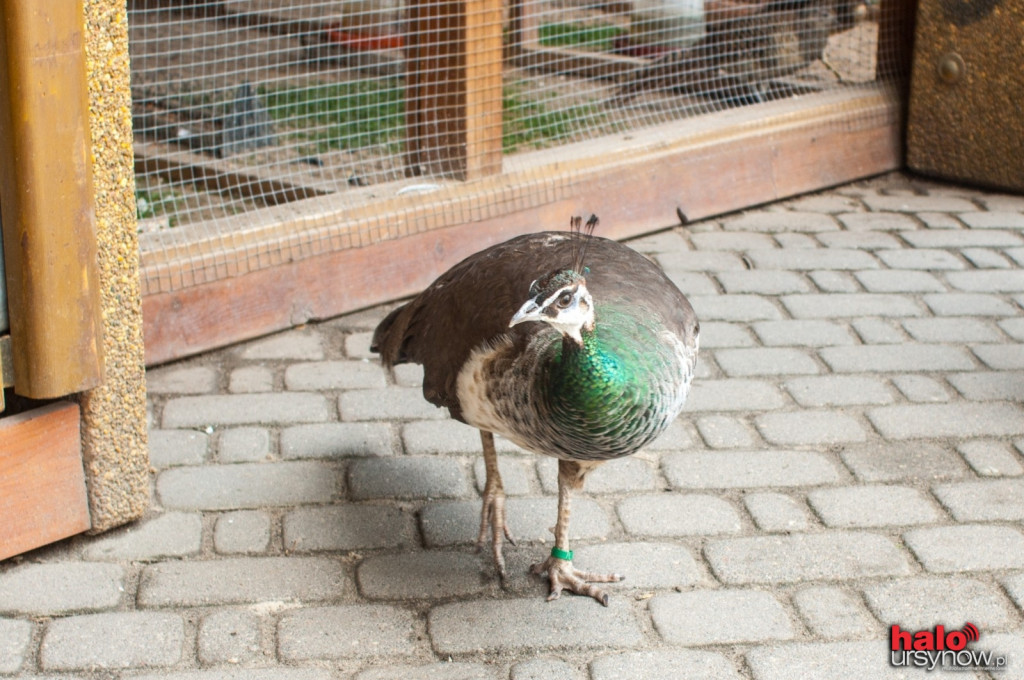 Pawie, bażanty, papugi. Zobacz mini zoo na Ursynowie! FOTO
