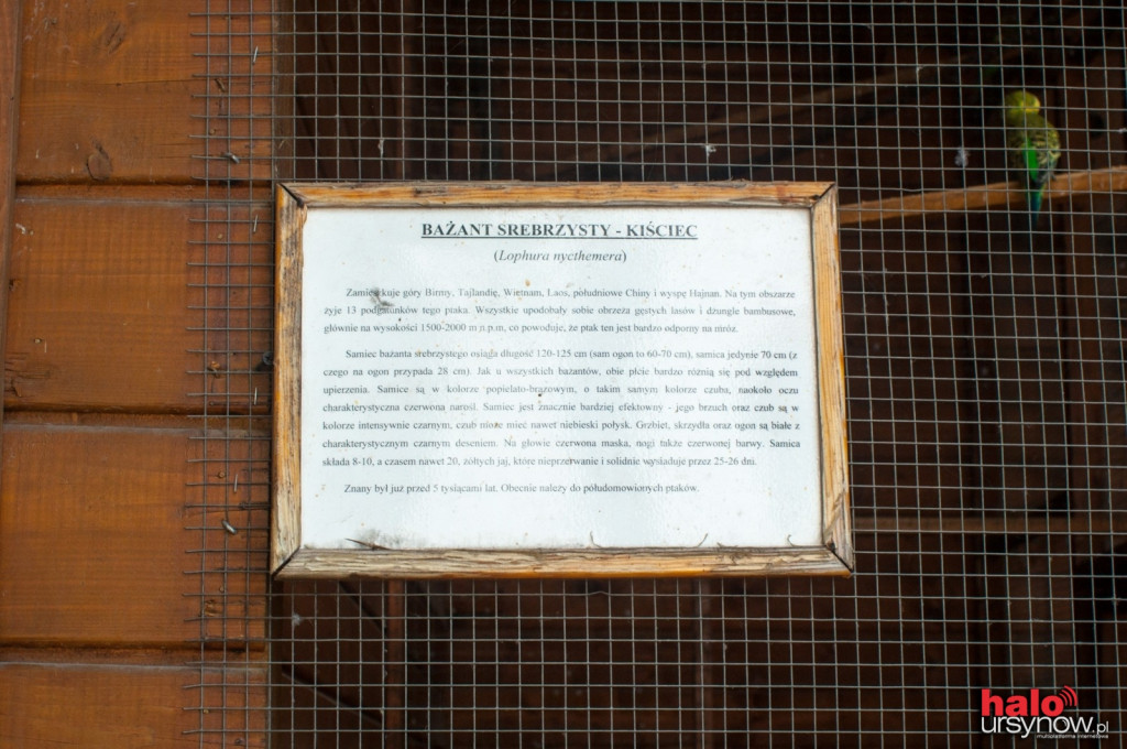 Pawie, bażanty, papugi. Zobacz mini zoo na Ursynowie! FOTO