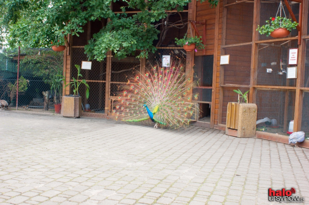 Pawie, bażanty, papugi. Zobacz mini zoo na Ursynowie! FOTO