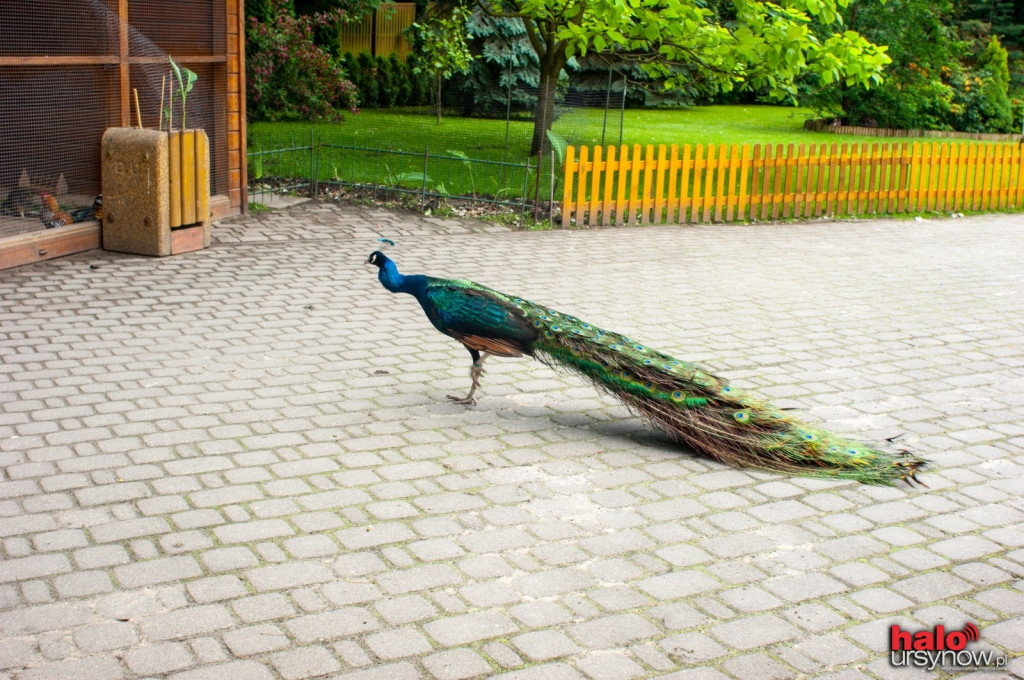 Pawie, bażanty, papugi. Zobacz mini zoo na Ursynowie! FOTO