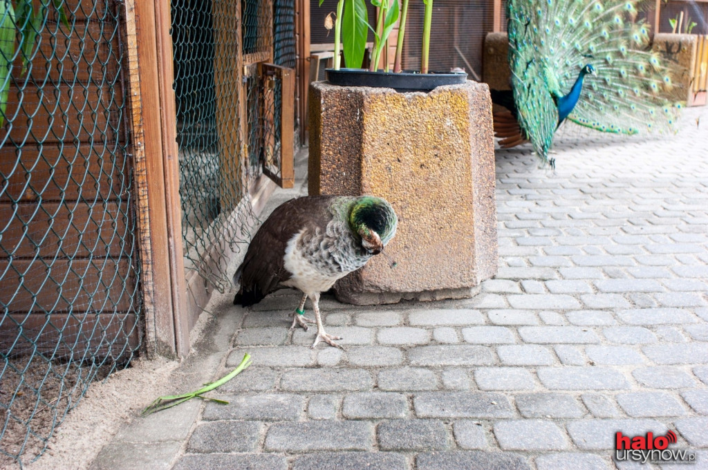 Pawie, bażanty, papugi. Zobacz mini zoo na Ursynowie! FOTO