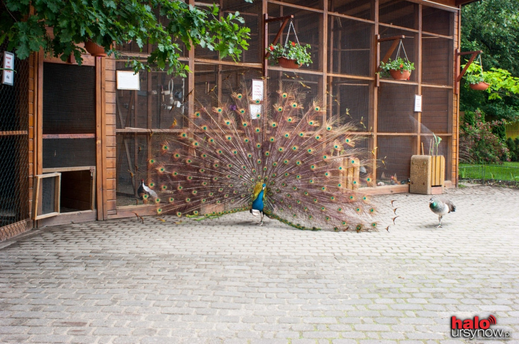 Pawie, bażanty, papugi. Zobacz mini zoo na Ursynowie! FOTO