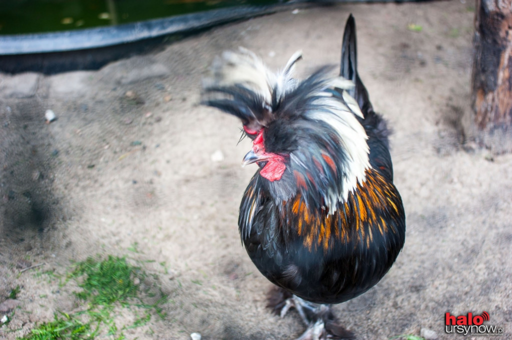 Pawie, bażanty, papugi. Zobacz mini zoo na Ursynowie! FOTO