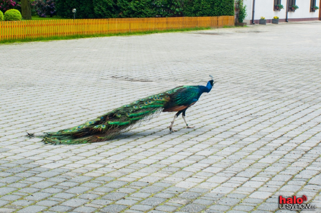 Pawie, bażanty, papugi. Zobacz mini zoo na Ursynowie! FOTO